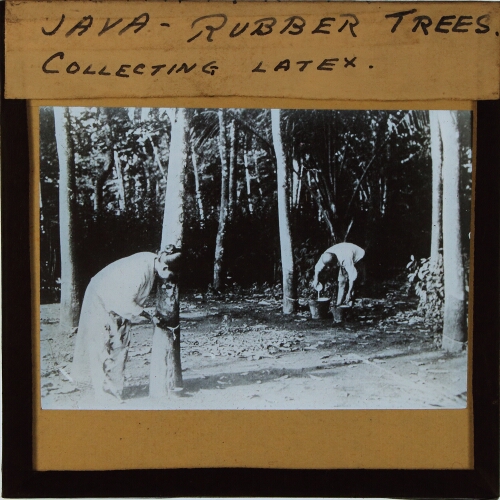 Java -- Rubber Trees. Collecting Latex