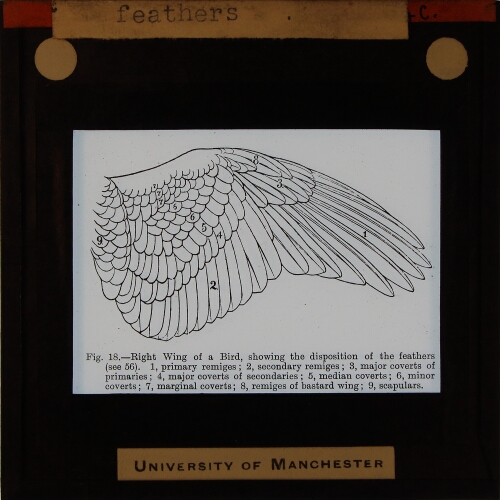 Disposition of wing feathers
