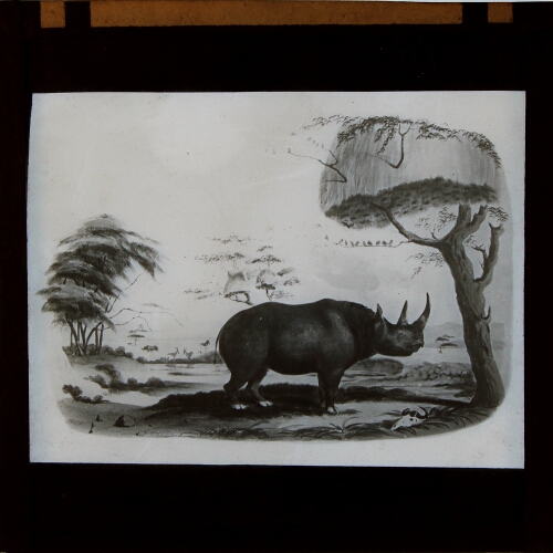 Rhinoceros in landscape
