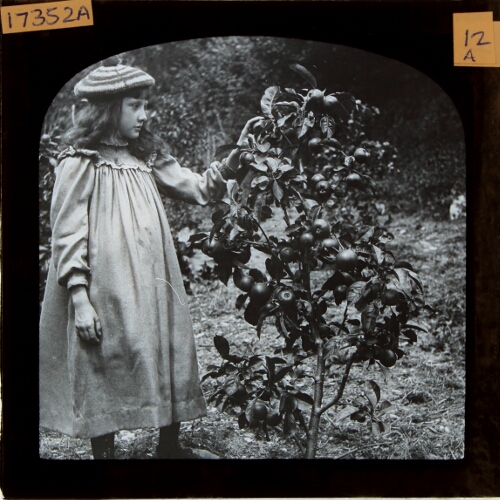 Girl standing by small apple tree