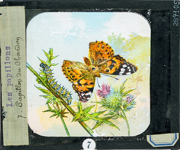 Papillon du Chardon
