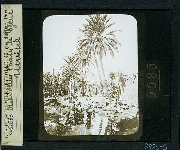 Olied dans l'oasis de Lozeur, Tunisie
