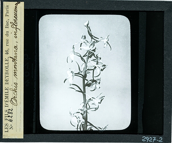 Orchis montana, inflorescence