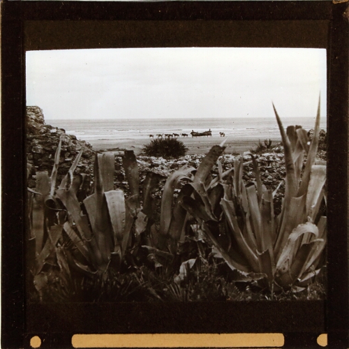 Agave plants by shore with horses and beached boat