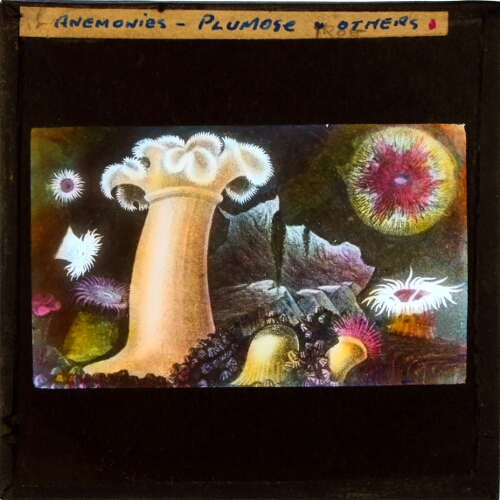 Anemones -- Plumose and others