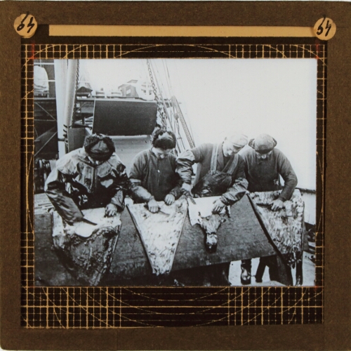 Four men preparing animal skins on board ship