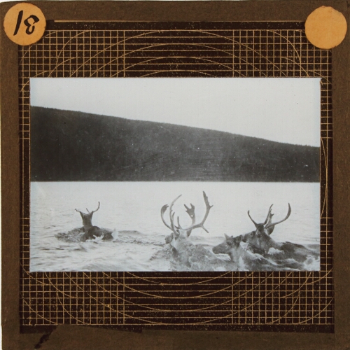 Group of reindeer swimming across lake or fjord