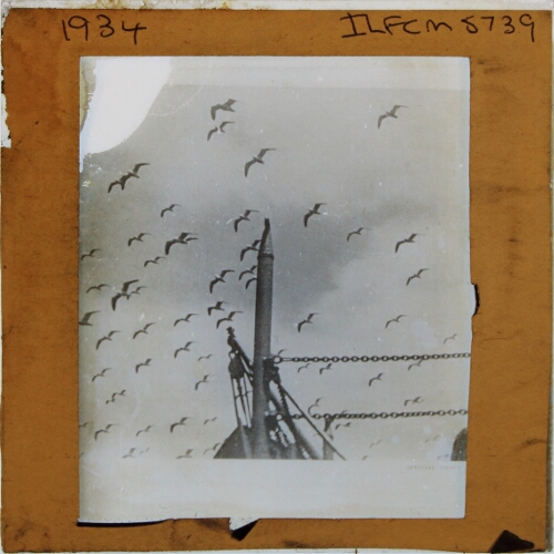 Unidentified seabirds in flight with mast of ship