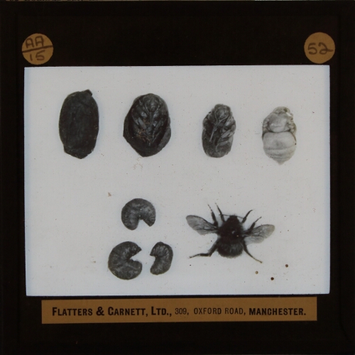 Bombus sp., life history stages
