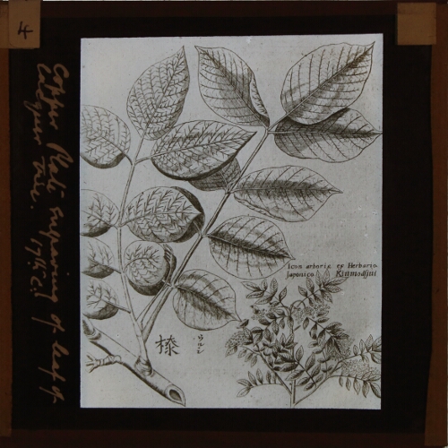 Copper Plate engraving of leaf of lacquer tree, 17th C.