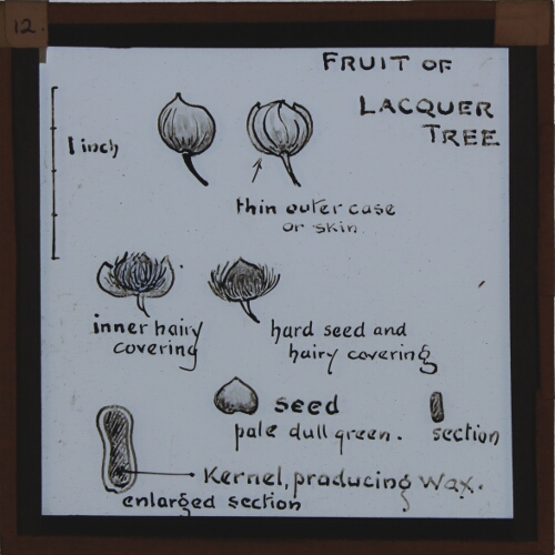 Fruit of Lacquer tree