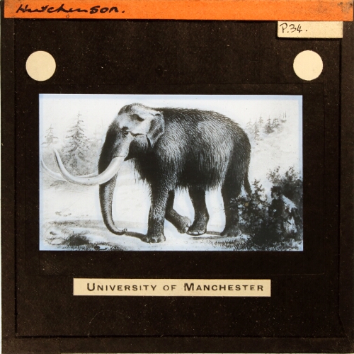 Mammoth (Elephas primigenius)