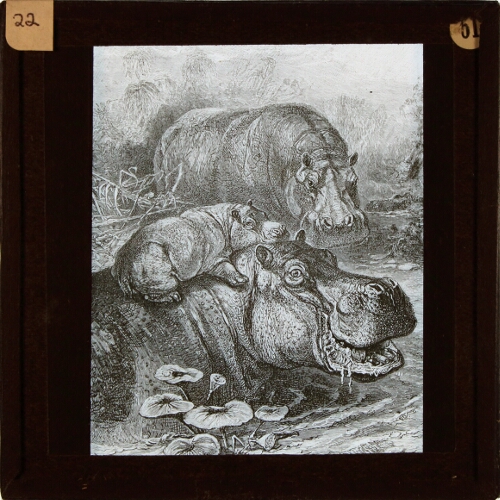 Two adult and one young hippopotami