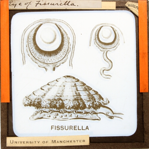 Eye of Fissurella