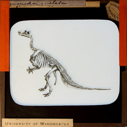 Iguanodon, skeleton