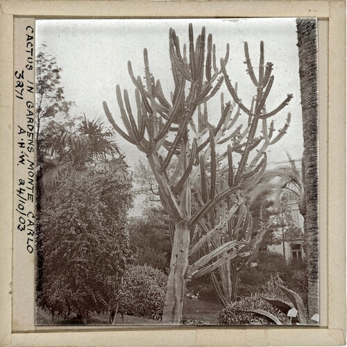 Cactus in Gardens, Monte Carlo