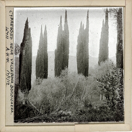 Cypresses near Vallebona, Bordighera