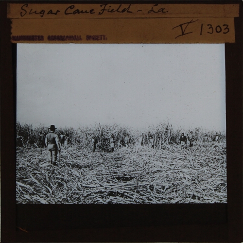 Sugar Cane Field, Louisiana