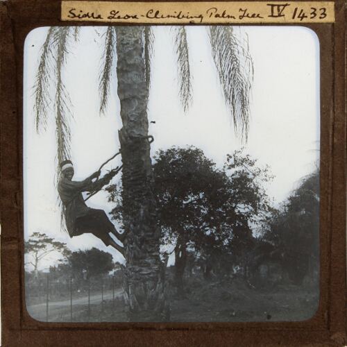 Sierra Leone -- Climbing Palm Tree