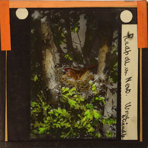 Redpoll in Nest -- Wood, Cheadle
