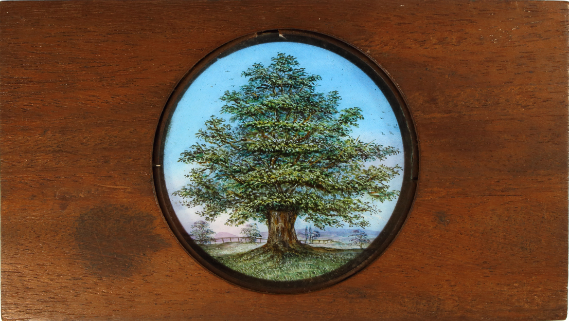 Oak tree – secondary view of slide