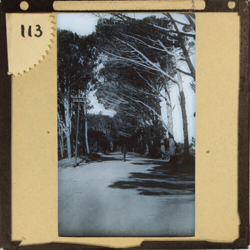View of street with trees along sides, probably in Cape Town