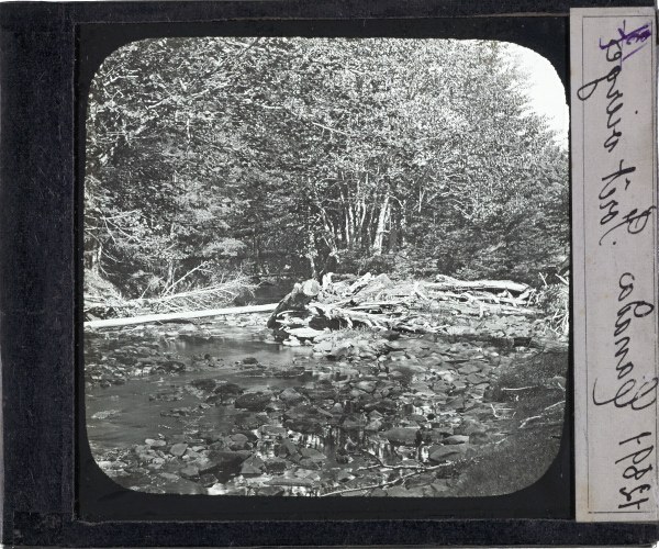 Canada. Forêt vierge – secondary view of slide