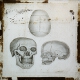 Skull (front, top, and section)