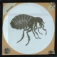 Human Flea – alternative version ‘a’