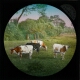 Group of Four Cows in a Meadow