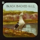 The Great Black-Backed Gull