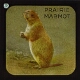 The Prairie-Marmot