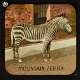 The Mountain-Zebra