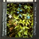 Campanula trachelium -- Nettle leaved Bell Flower