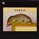 The Shrew
