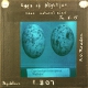 Eggs of Nightjar, near natural size – 