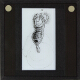 [Drawing of unidentified species of rotifera]
