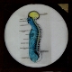 [Cross-section of body showing nervous system]