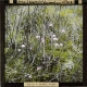 Valeriana dioica -- Small Marsh Valerian