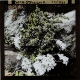 Sedum album -- White Stonecrop