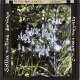 Scilla nutans -- Wild Hyacinth