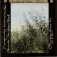 Phragmites communis -- The Great Reed