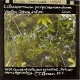 Lithospermum purpureo-coeruleum -- Purple Gromwell