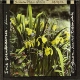 Iris pseudacorus -- Yellow Flag Iris