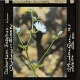 Cichorium intybus -- Chicory or Succory