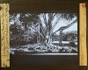 Ceylon - Vijgenboom