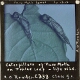 Caterpillars of Puss Moth on Poplar Leaf -- life size – Digital colour correction