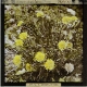 Taraxacum vulgare -- Dandelion