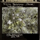 Viola raviniana -- Wood Violet