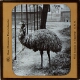 Emu (Dromocus Nova-hollandia)